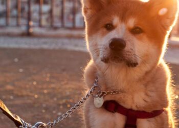 Binance Freezes Doge Withdrawals as Users Report Being Asked to Return Coins They Don’t Have