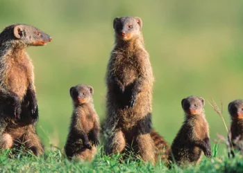 A California democrat’s joke during Wednesday’s crypto hearing has spurred the creation of ‘mongoose coin’ | Currency News | Financial and Business News