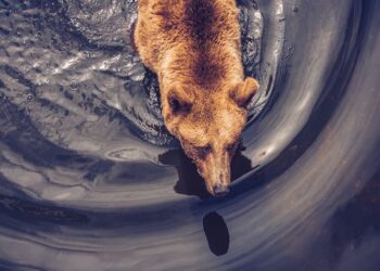 Bitcoin Options Market Leans Bearish as Some Altcoins Outperform