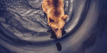 Bitcoin Options Market Leans Bearish as Some Altcoins Outperform