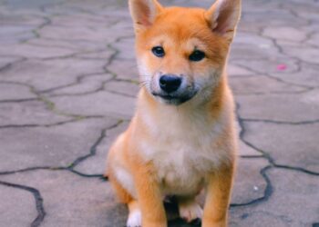 Shiba Inu Launches Beta Version of DAO to Give Users More Authority Over Crypto Projects