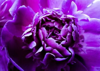 Solana announces carbon neutrality for 2021; will it compete with Ripple’s XRPL