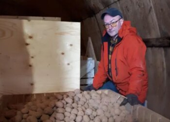 P.E.I. seed catalogue and suppliers hit by potato wart ban 