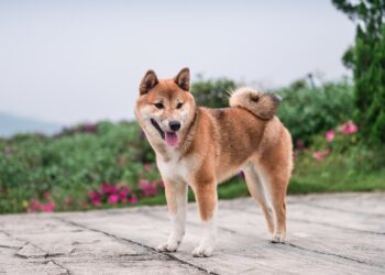 2 Fundamental Reasons Why Dogecoin Is Stabilizing Today