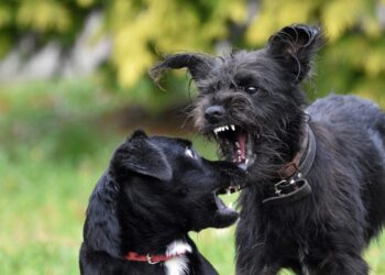 Floki Inu-Chainlink integration is good news, but what does the alt really lack