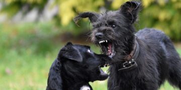 Floki Inu-Chainlink integration is good news, but what does the alt really lack