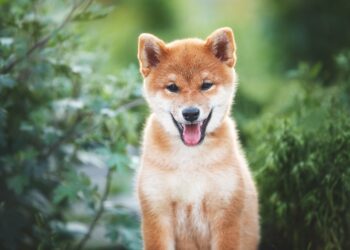 Can Dogecoin Reach $1? | The Motley Fool