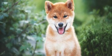 Can Dogecoin Reach $1? | The Motley Fool