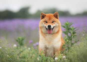 Meme Coin Selling: Why Shiba Inu, Dogecoin, and The Sandbox Are Down Today