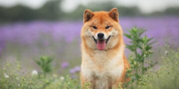 Meme Coin Selling: Why Shiba Inu, Dogecoin, and The Sandbox Are Down Today