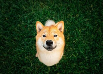 Missed Out on Shiba Inu? 3 Unstoppable Cryptocurrencies to Buy Instead