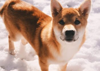 After Kraken Listing, Robinhood Under Pressure To Add Shiba Inu: Will The Trading App Yield?