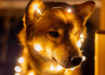 This ‘Floki’ Themed Knockoff Coin Is Up 405% Today After Elon Musk’s Tweet, Outshining Dogecoin And Shiba Inu – Dogecoin – United States Dollar ($DOGE), Shiba Inu ($SHIB)