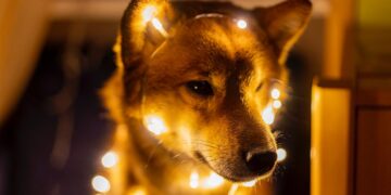 This ‘Floki’ Themed Knockoff Coin Is Up 405% Today After Elon Musk’s Tweet, Outshining Dogecoin And Shiba Inu – Dogecoin – United States Dollar ($DOGE), Shiba Inu ($SHIB)