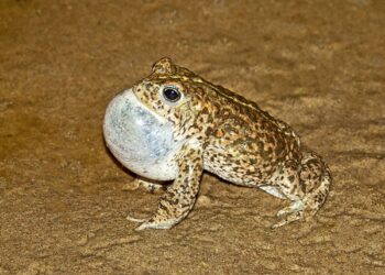 Sefton Coast column: How climate change has a ripple effect on our coast’s amphibians