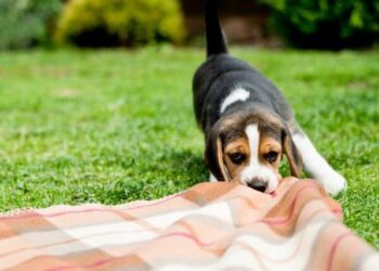 How to spot and avoid being rug-pulled in the DeFi marketplace