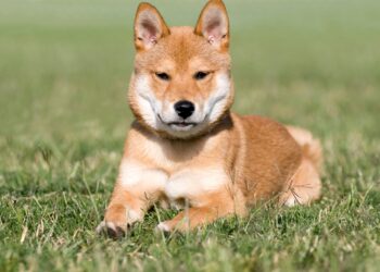 2 Reasons Elon Musk Can’t Save Dogecoin