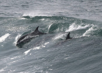 Photos: Ripples of tsunami along Sonoma Coast – Santa Rosa Press Democrat