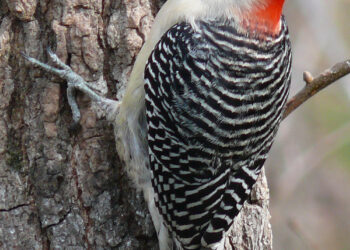 Ripples from the Dunes: Red-Bellied Woodpecker