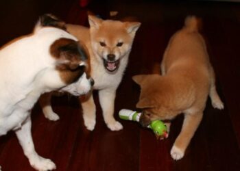10 Things You May Not Know About Shiba Inu And Floki Inu