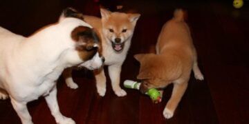 10 Things You May Not Know About Shiba Inu And Floki Inu