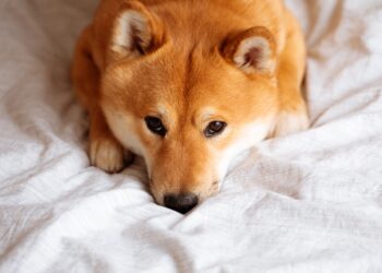 Why Dogecoin Is Sinking Today