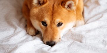 Why Dogecoin Is Sinking Today