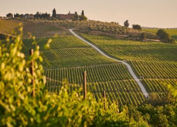 Bringing Blockchain To The Vinyard – This Startup Is Allowing Individuals To Buy Their Own Vine