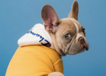 Doge-Themed Coin Emerges As Most-Traded Crypto By Top 1,000 Polygon (MATIC) Whales – Dogecoin – United States Dollar ($DOGE)