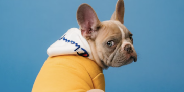 Doge-Themed Coin Emerges As Most-Traded Crypto By Top 1,000 Polygon (MATIC) Whales – Dogecoin – United States Dollar ($DOGE)