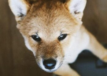 Baby Doge Joins Shiba Inu In The Metaverse – Dogecoin – United States Dollar ($DOGE)