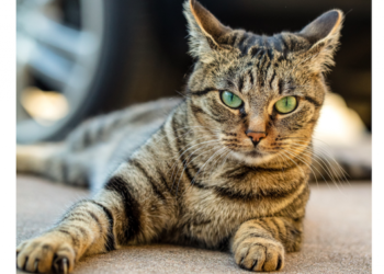 CatBoy Plunges 70% As Hopes For The ‘Dogecoin Of Cats’ Crumble – Dogecoin – United States Dollar ($DOGE)