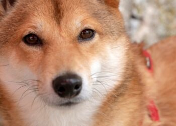 Bullish On Dogecoin For Reversal From Current Levels