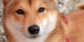 Bullish On Dogecoin For Reversal From Current Levels