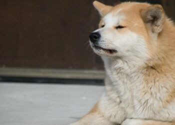 Shiba Inu Gets Listed On London-Based Wirex – Dogecoin – United States Dollar ($DOGE)