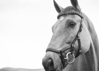 Just Horsing Around: Why This NFT Token Is Widely Outperforming Bitcoin, Ethereum Today – Ethereum – United States Dollar ($ETH)