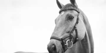 Just Horsing Around: Why This NFT Token Is Widely Outperforming Bitcoin, Ethereum Today – Ethereum – United States Dollar ($ETH)