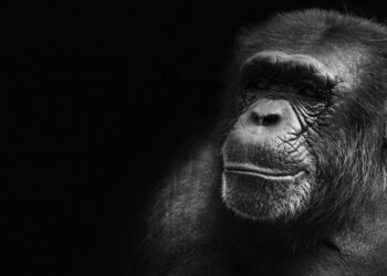 ApeCoin Is The Most Traded Crypto By Ethereum Whales For Fourth Straight Day – Ethereum – United States Dollar ($ETH)