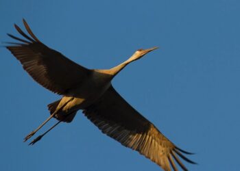 Ripples from the Dunes: Sandhill Cranes