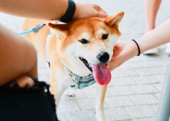 Shiba Inu Makes Peace With Dogecoin? ShibaDEX Decentralized Exchange Unites All Major Memecoins