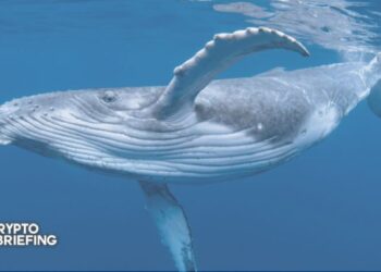 Cardano Whales on Buying Spree