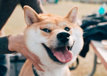 Robinhood Adds Shiba Inu, Polygon, and Other Altcoins