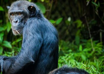 This altcoin could soon be APE-ing to rally by 20%