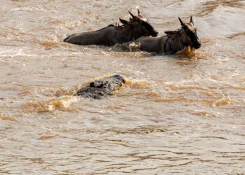 Terra’s Planetary Collapse Is Taking Down Crypto Lending; Altcoins Plummet