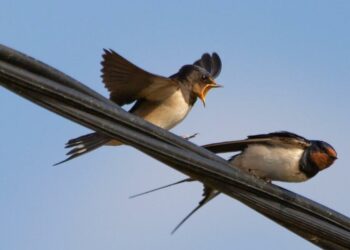 Litecoin, Decentraland, Uniswap Price Analysis: 04 May