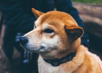 Dogecoin undergoes intense coiling up, hinting at a 50% breakout