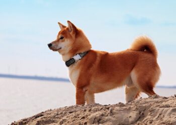 What could happen to Shiba Inu price after Ethereum whales dump $17.6 million in SHIB