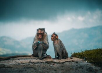 ApeCoin [APE] to swing high or stumble even lower? Metrics have the answer