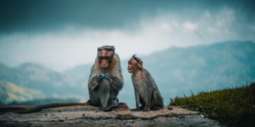 ApeCoin [APE] to swing high or stumble even lower? Metrics have the answer