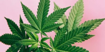 This Web3 platform could help craft cannabis compete against big business